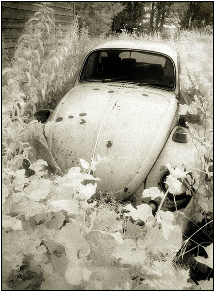Abandoned beetle by Alan Turner.jpg